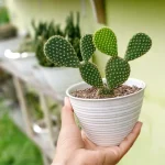 Cactus Care Tips