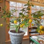 Indoor Citrus